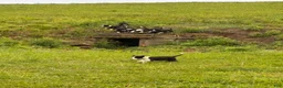 Border Collie dogs for sale: Panda  - Ad 5