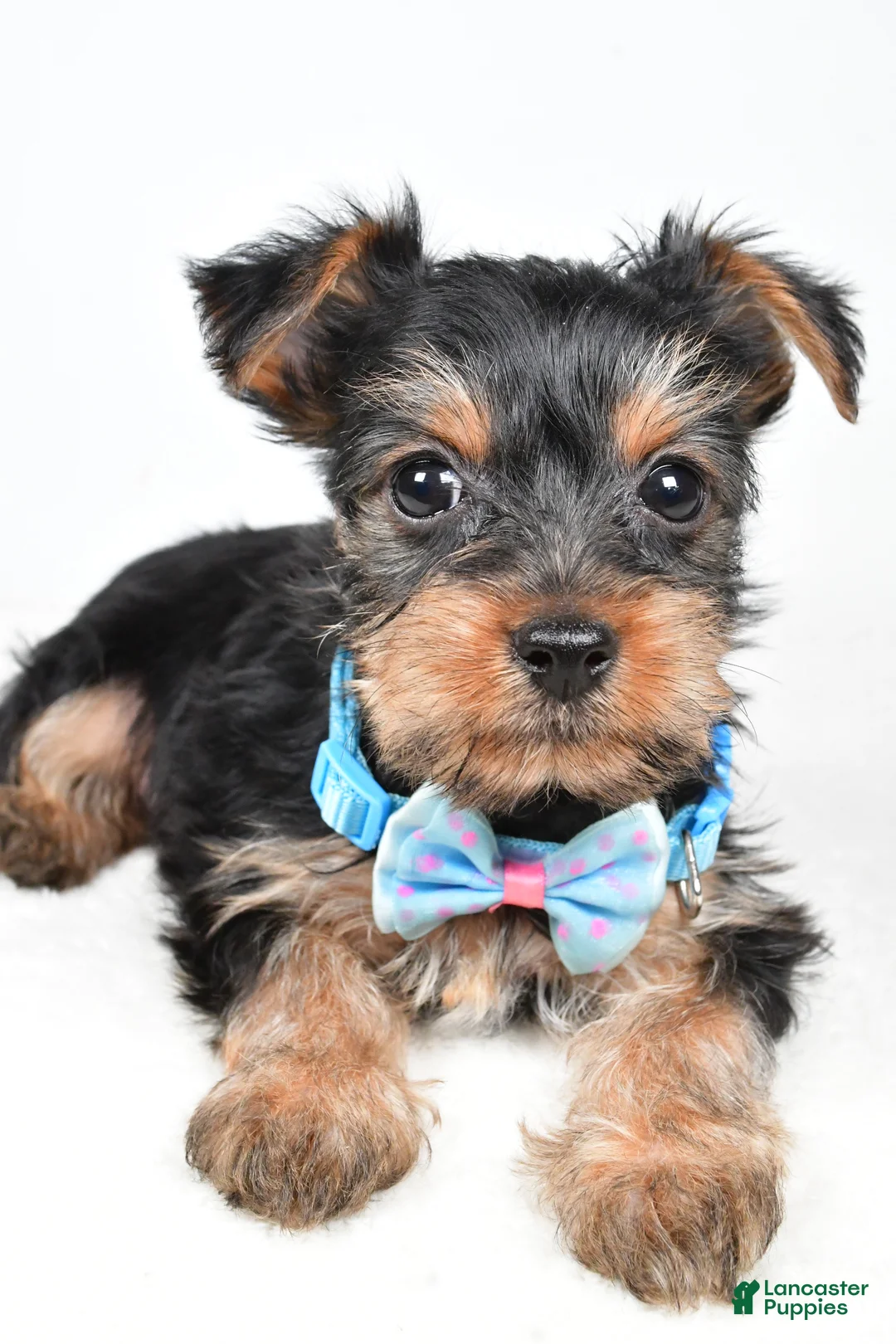 Yorkshire Terrier dogs for sale: Toby - Ad 4