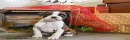 Boxer dogs for sale: Penny - Ad 3