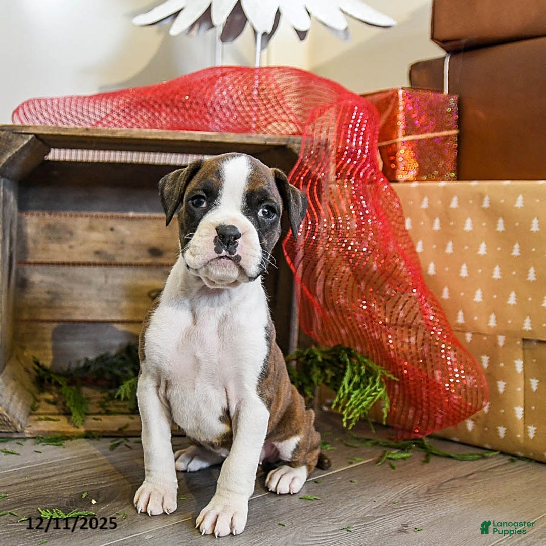 Boxer dogs for sale: Penny - Ad 3