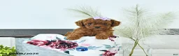 Toy Poodle dogs for sale: Maddie - Ad 2
