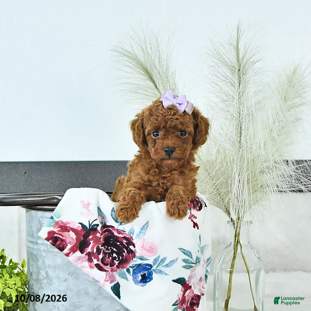 Toy Poodle dogs for sale: Maddie - Ad 2