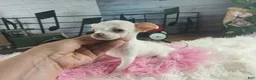 Chihuahua dogs for sale: Chocolate teacup Chihuahua girl. Hand delivery - Ad 9
