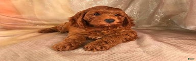 Cockapoo Puppy 1