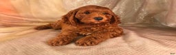 Cockapoo dogs for sale: Cockapoo Puppy 1 - Ad 1