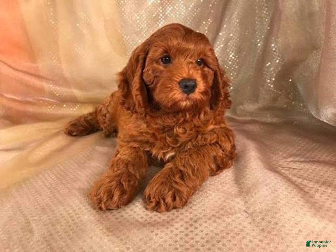 Cockapoo dogs for sale: Cockapoo Puppy 1 - Ad 1