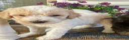 Aussiedoodle dogs for sale: Lady - Ad 2