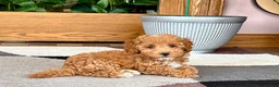 Maltipoo dogs for sale: Maltipoo 2 - Ad 6