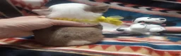 Chihuahua dogs for sale: Boss - Ad 3