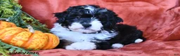 Aussiedoodle dogs for sale: Adam  - Ad 4