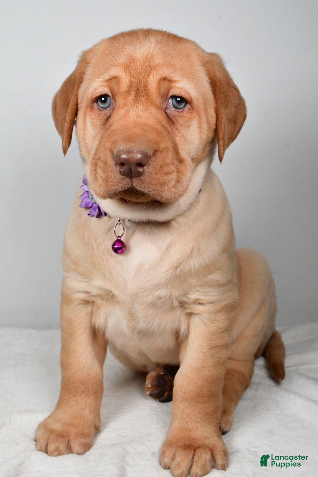 Labrador Retriever dogs for sale: Nora - Ad 7