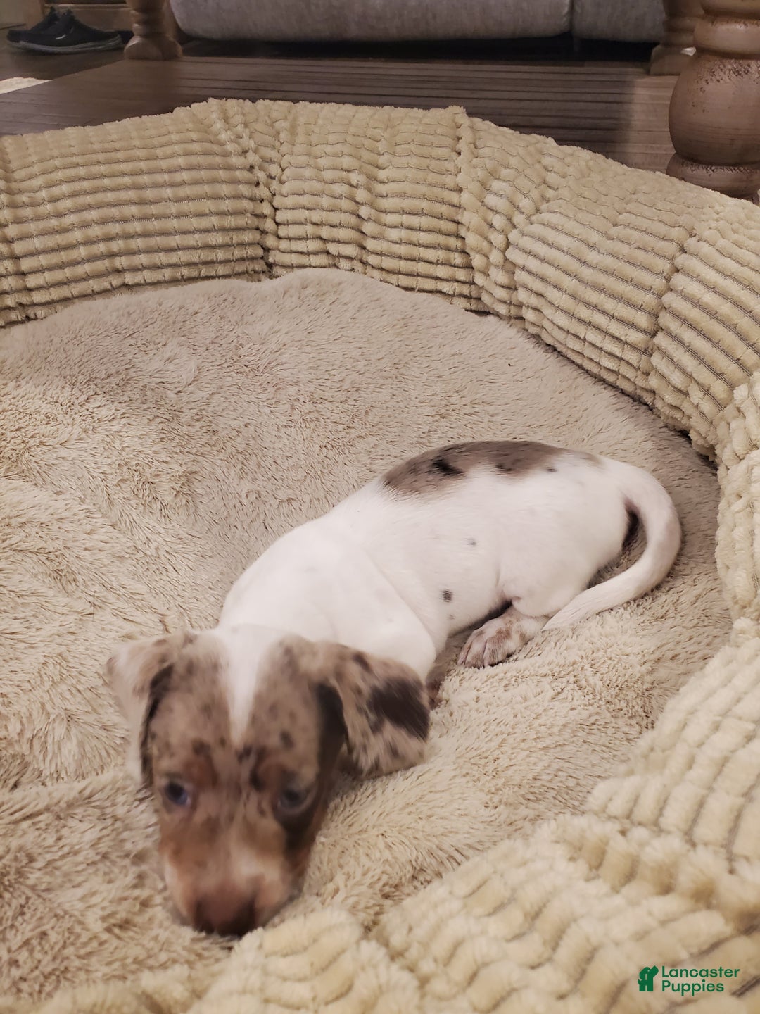 Dachshund dogs for sale: Dachshund Puppy 1 - Ad 4