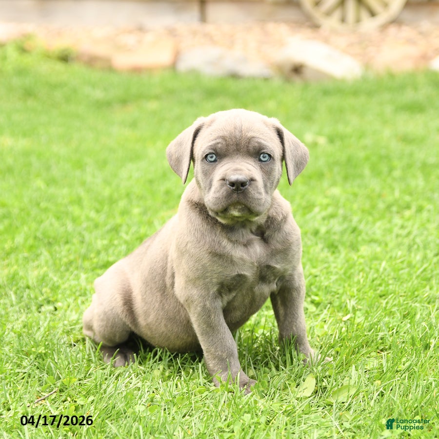 Cane Corso dogs Scout - Ad 2