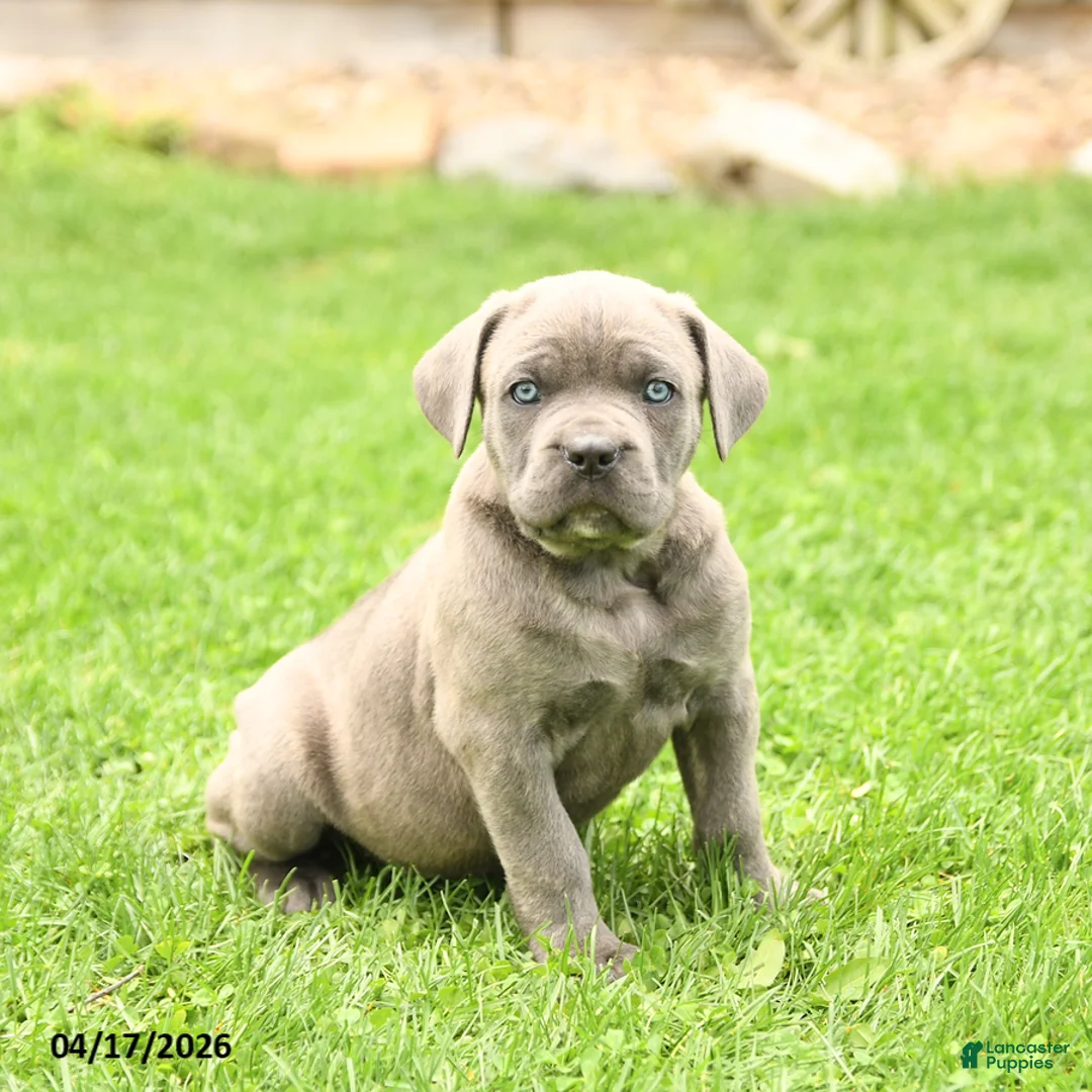 Cane Corso dogs for sale: Scout - Ad 2