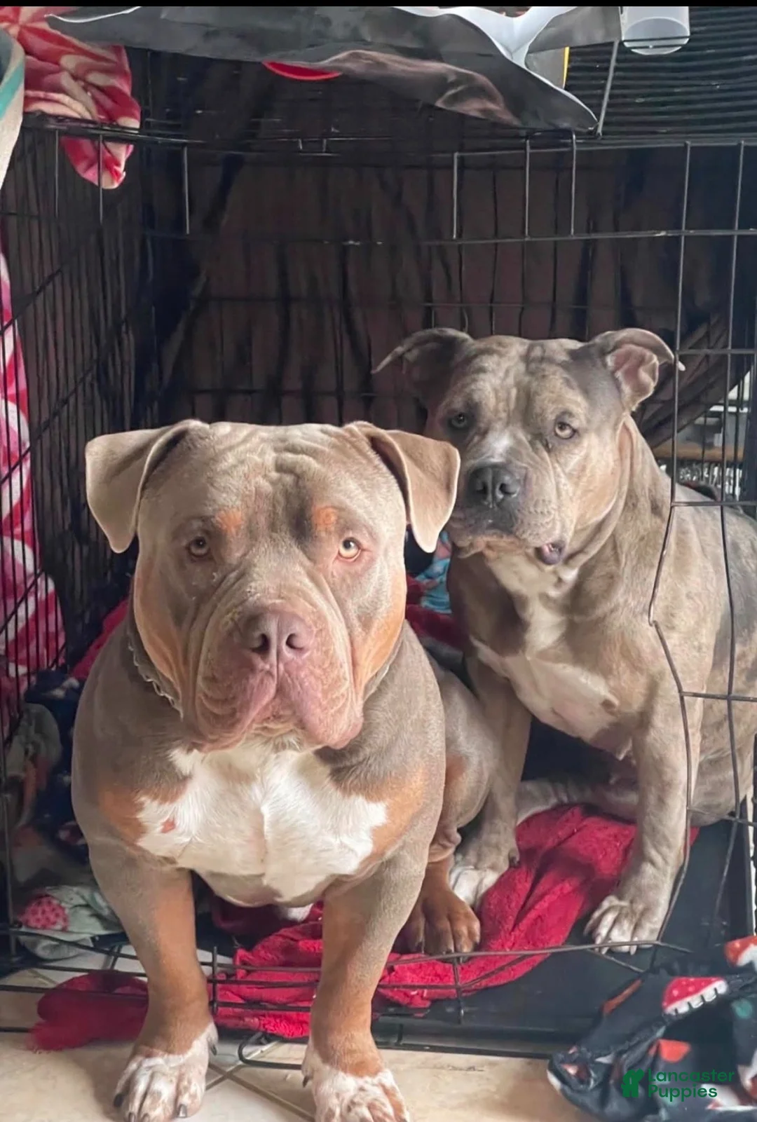 American Bully dogs for sale: American Bully 7 - Ad 5
