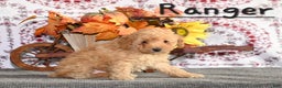 Toy Poodle dogs for sale: Ranger - Ad 3