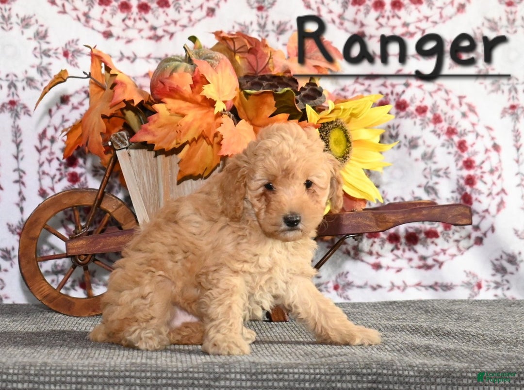 Toy Poodle dogs for sale: Ranger - Ad 3