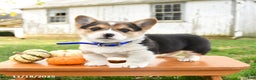 Welsh Corgi Pembroke dogs for sale: Otter - Ad 2