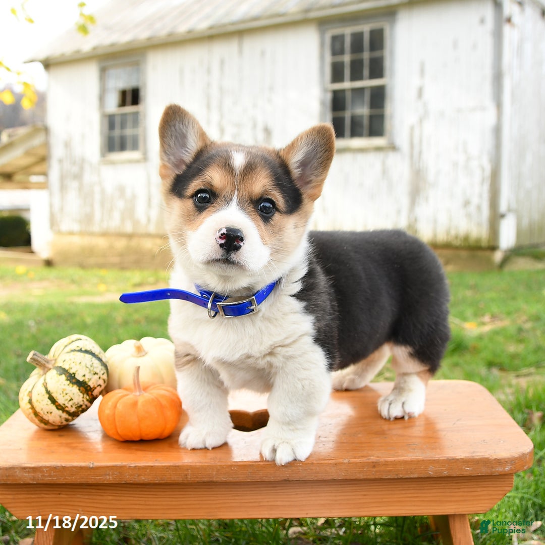 Welsh Corgi Pembroke dogs for sale: Otter - Ad 2