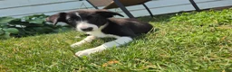 Border Collie dogs for sale: Aurora - Ad 2