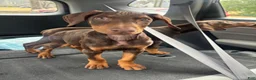 Doberman Pinscher dogs for sale: Nala - Ad 6
