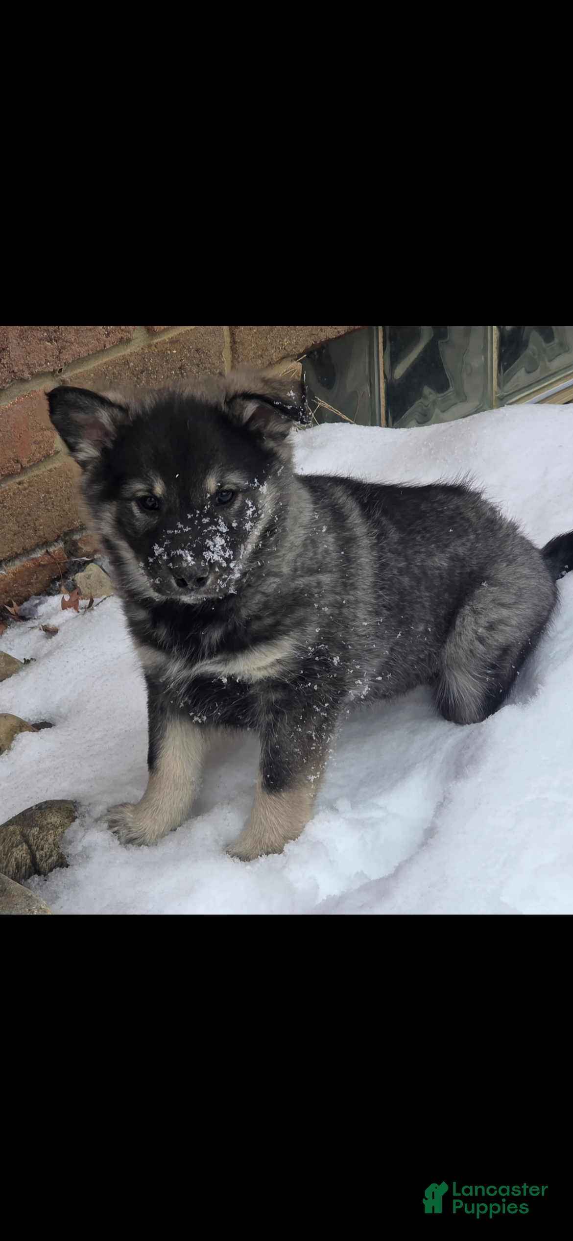 Norwegian Elkhound dogs Norwegian Elkhound Puppy 5 - Ad 22