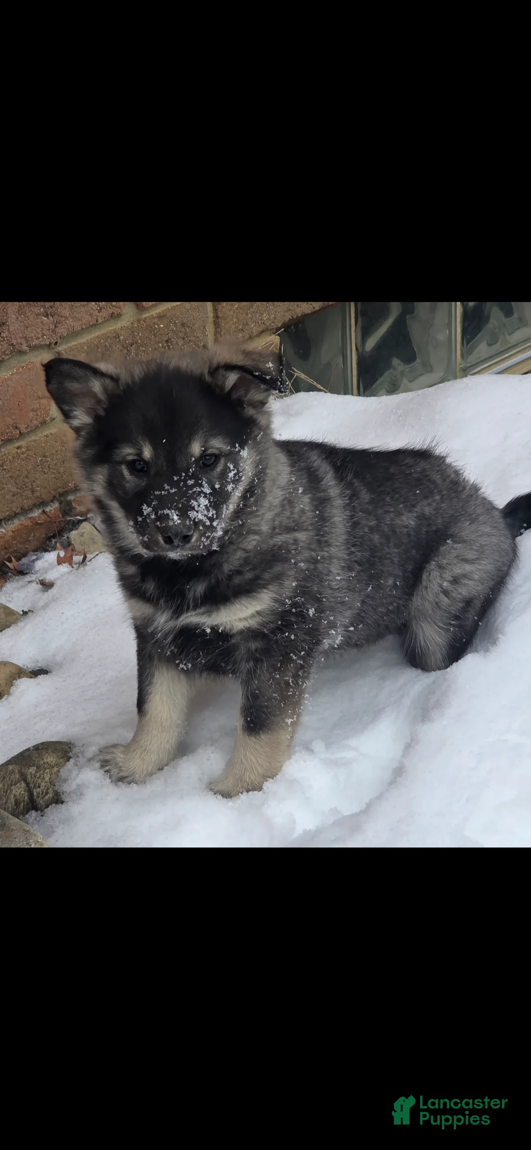 Norwegian Elkhound dogs for sale: Norwegian Elkhound Puppy 5 - Ad 1