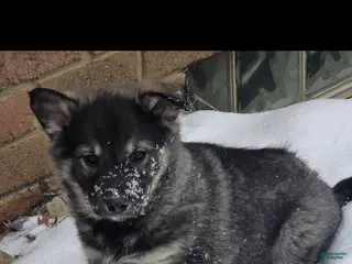 Norwegian Elkhound dogs Norwegian Elkhound Puppy 5 - Ad 22