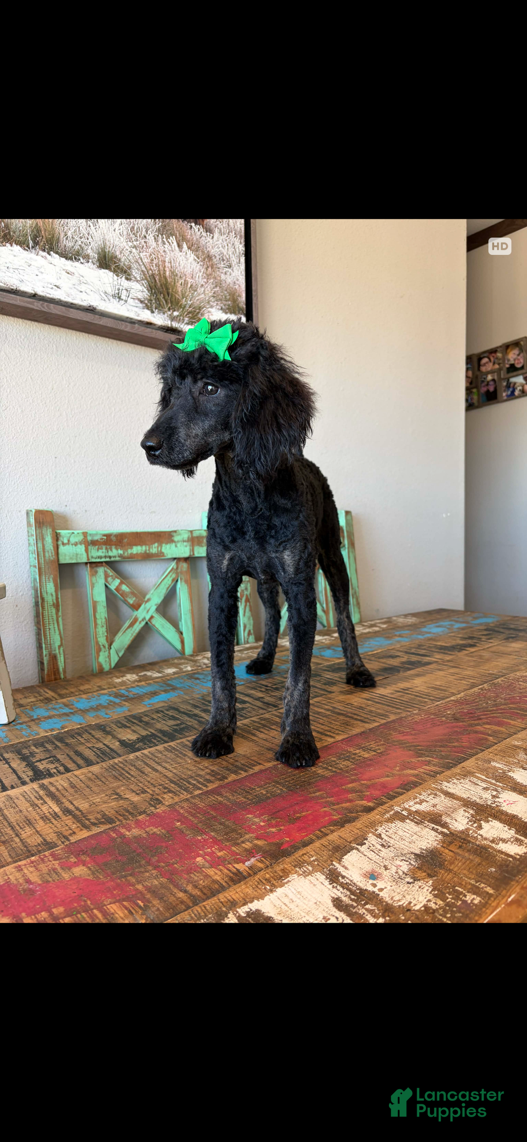 Miniature Poodle dogs for sale: Akc Clear Black Phantom Ellie - Ad 18
