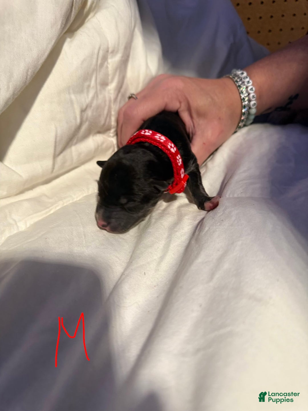 Mixed Breed dogs for sale: Mixed Breed Puppy 2 - Ad 1