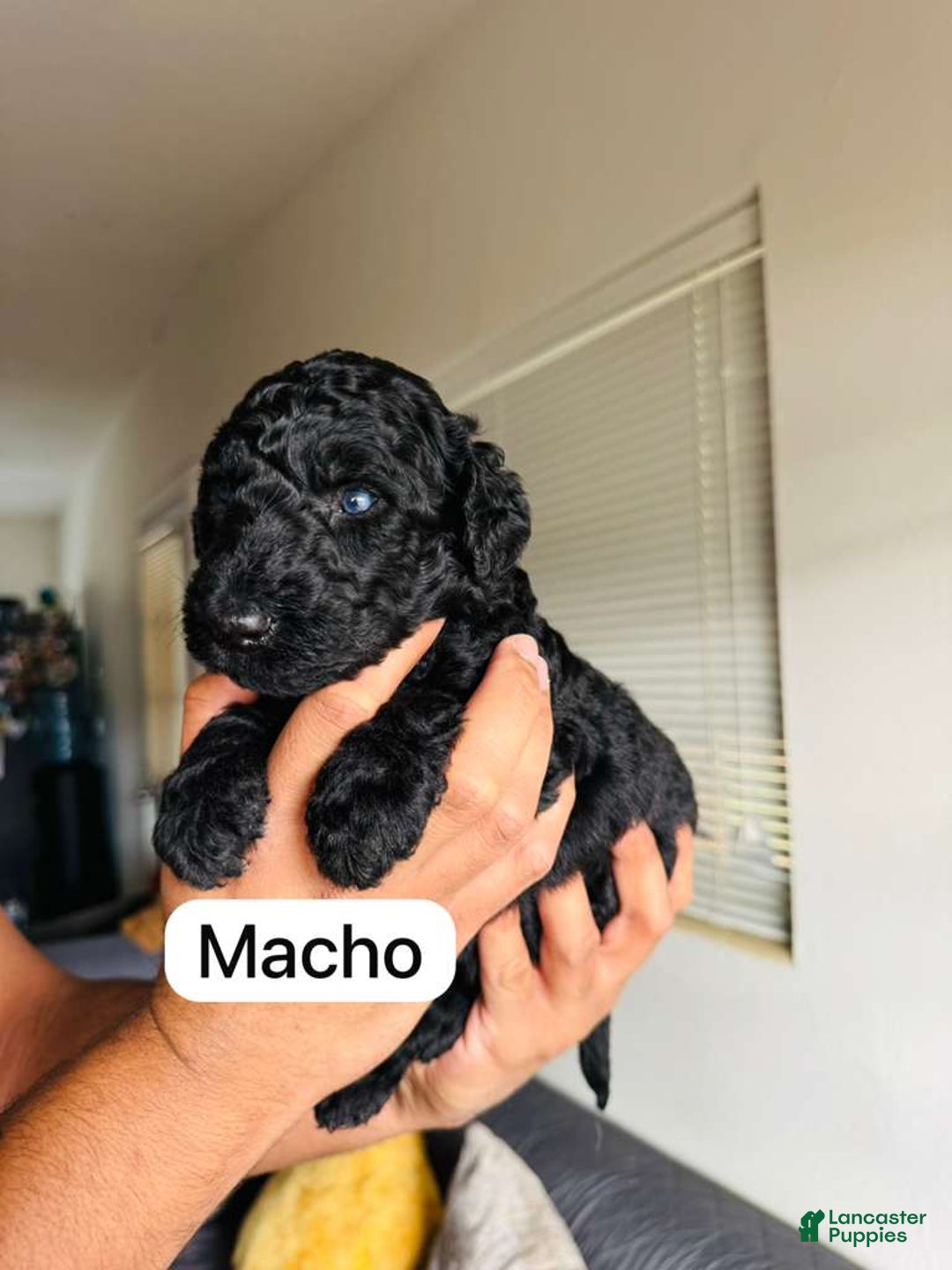 Standard Poodle dogs for sale: Standard Poodle Puppy 3 - Ad 1