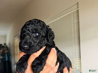 Standard Poodle dogs Standard Poodle Puppy 3 - Ad 21
