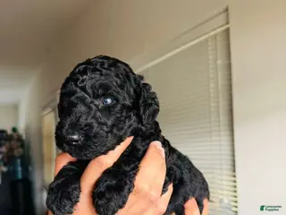 Standard Poodle dogs Standard Poodle Puppy 3 - Ad 39
