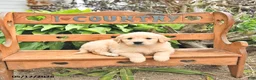 Golden Retriever dogs for sale: Darcy - Ad 4