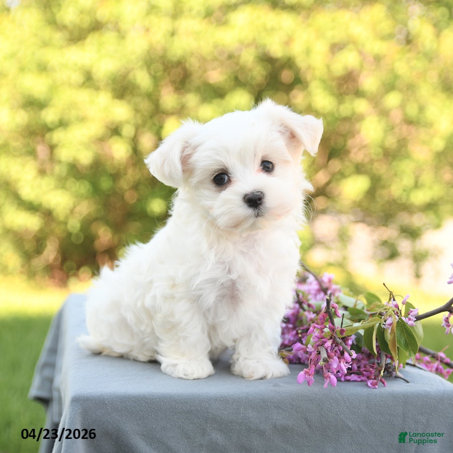 Maltese dogs Lulu - Ad 2