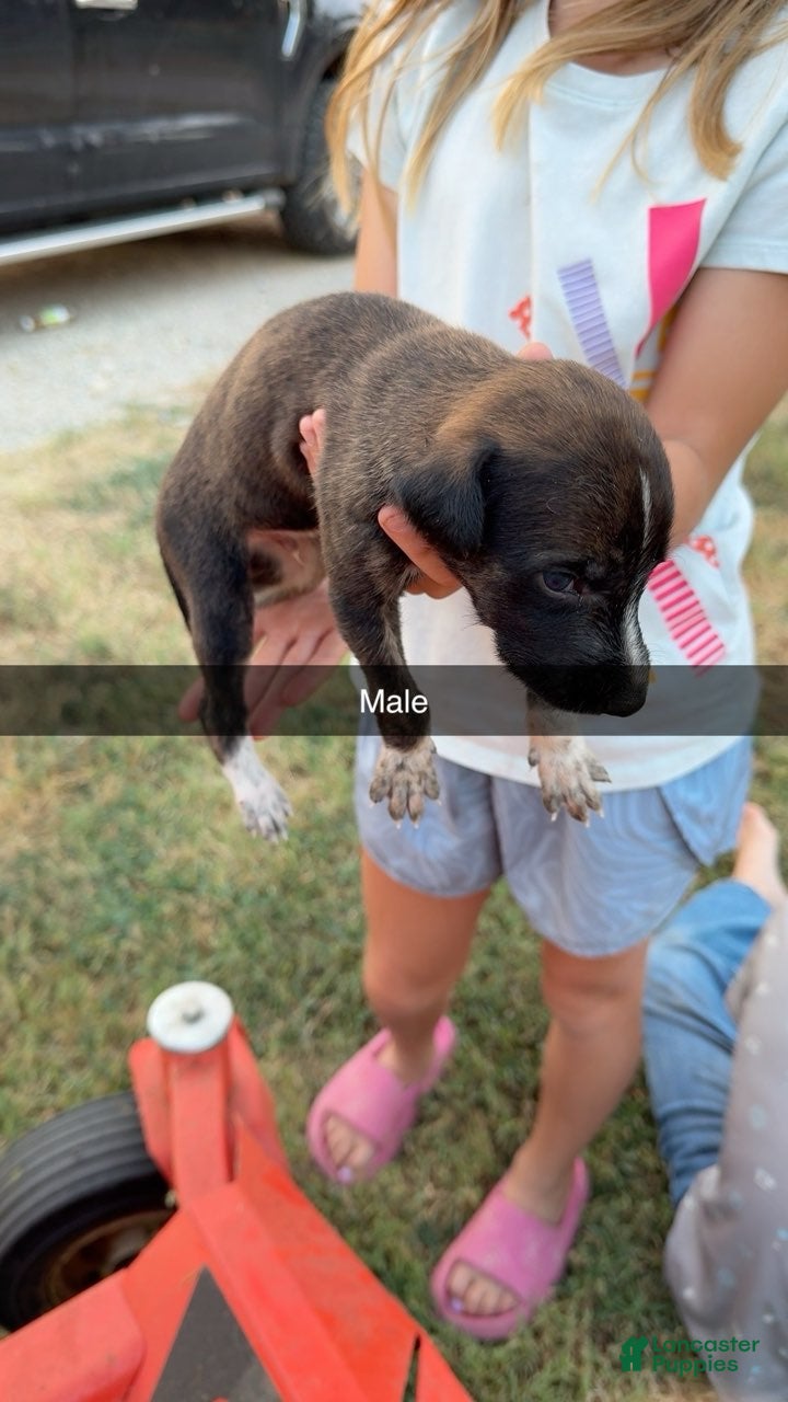 Greyhound dogs Boy 2 - Ad 1