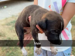 Greyhound dogs Boy 2 - Ad 1