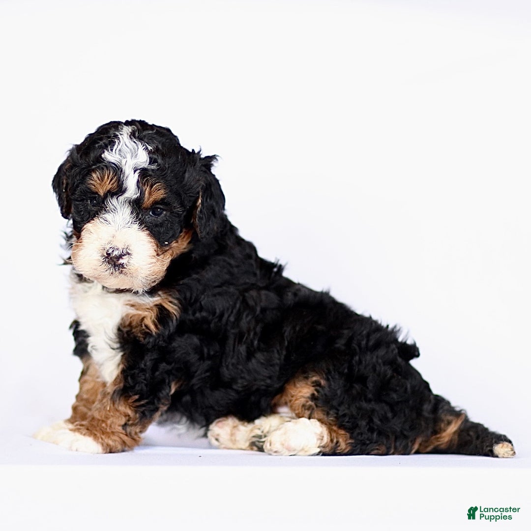 Mini Bernedoodle dogs for sale: Gus - Ad 3