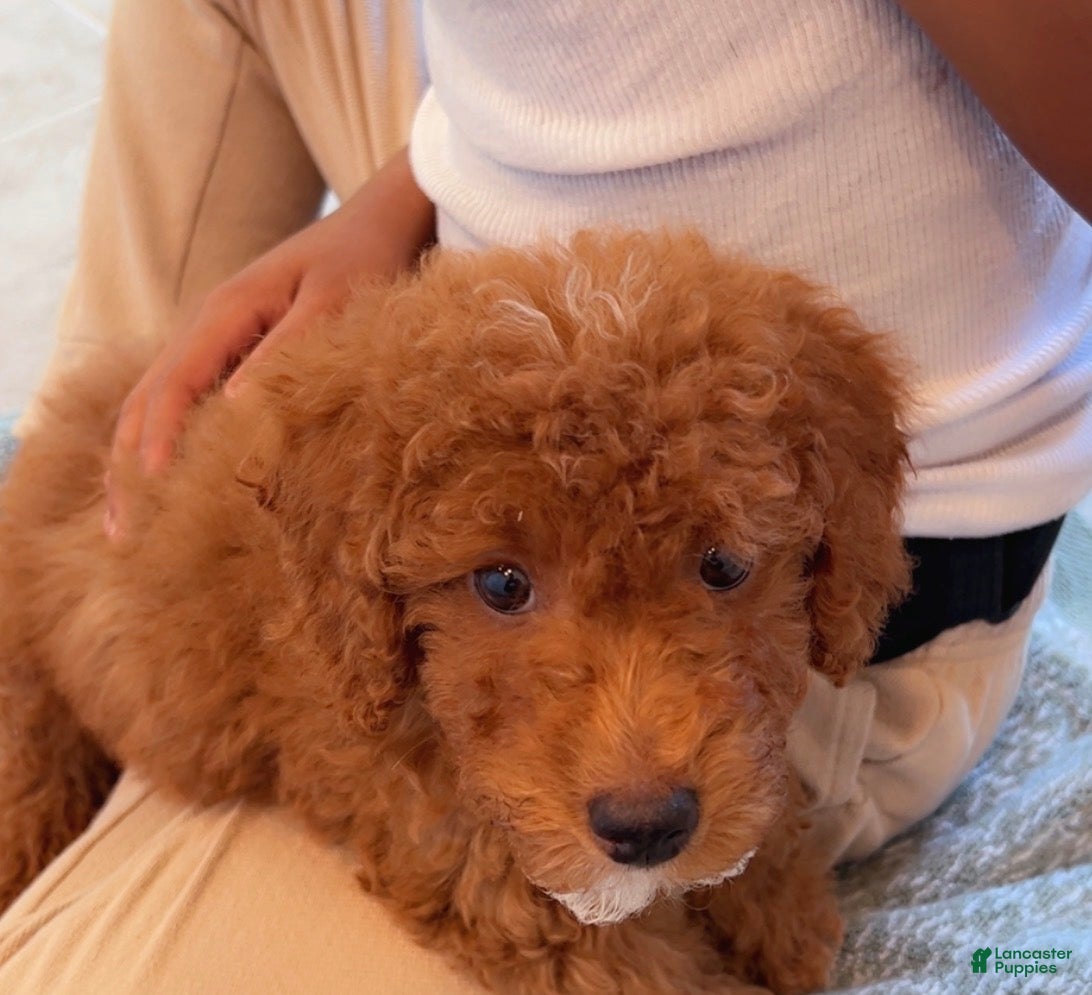 Toy Poodle dogs Toy Poodle 1 - Ad 20