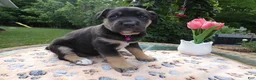 Cane Corso dogs for sale: Cane Corso Puppy 4 Tasha - Ad 3