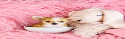 Chihuahua dogs for sale: Chihuahua 1 - Ad 1