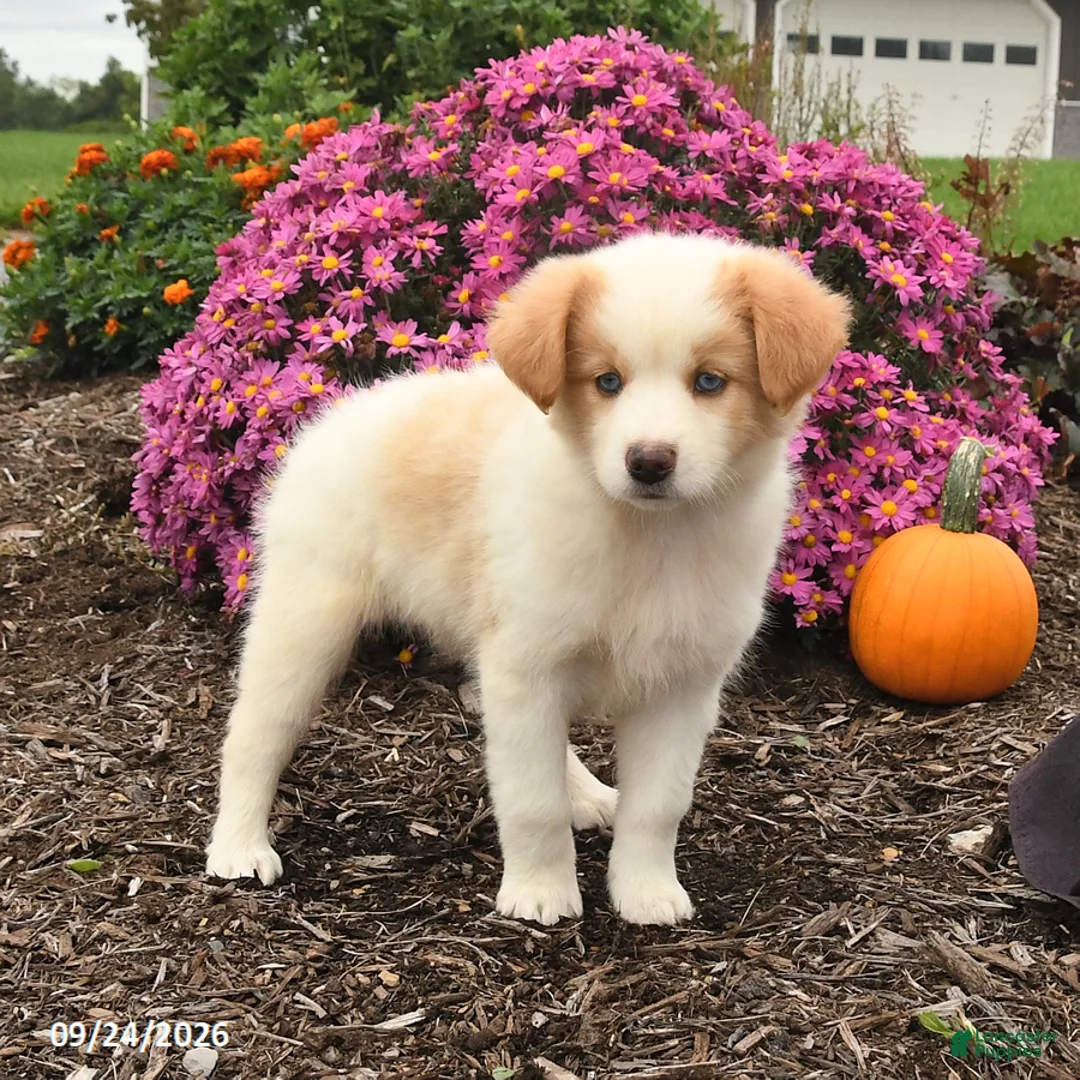 Miniature Australian Shepherd dogs for sale: Jade - Ad 1