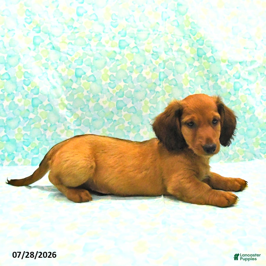 Dachshund dogs Carmel - Ad 2