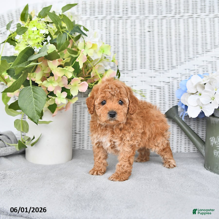 Mini Aussiedoodle dogs Carmel - Ad 2