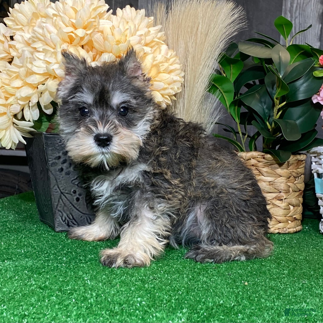 Miniature Schnauzer dogs for sale: Kenzie - Ad 4