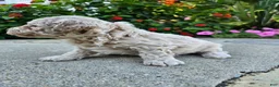Bichpoo dogs for sale: Willow - Ad 2