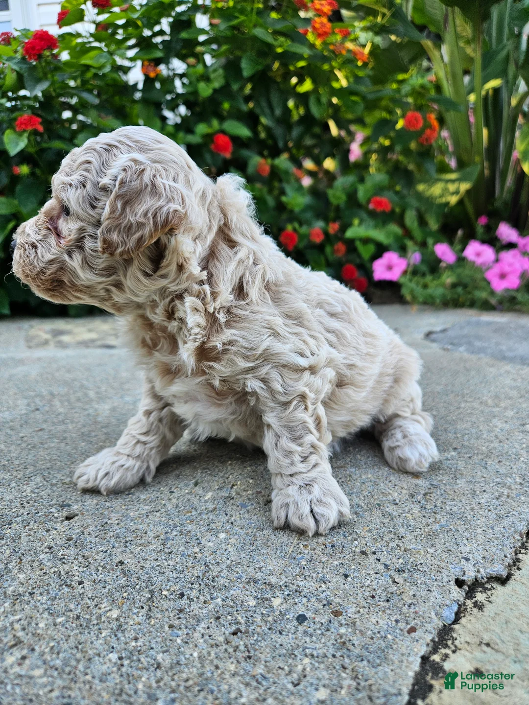 Bichpoo dogs for sale: Willow - Ad 2