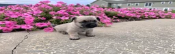 Cairn Terrier dogs for sale: Julie - Ad 14
