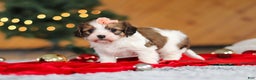 Cavachon dogs for sale: Dixie  - Ad 3