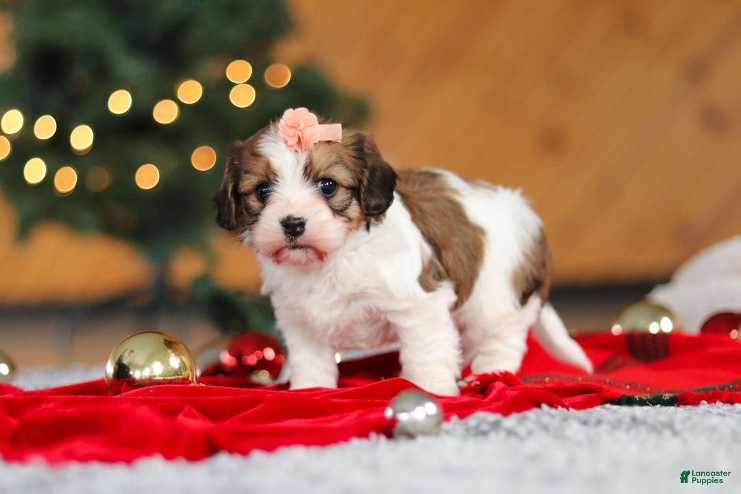 Cavachon dogs for sale: Dixie  - Ad 3